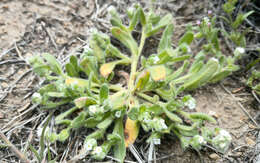 Plancia ëd Plagiobothrys collinus var. ursinus (A. Gray) Higgins