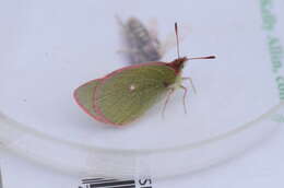 Image of Sierra Green Sulphur