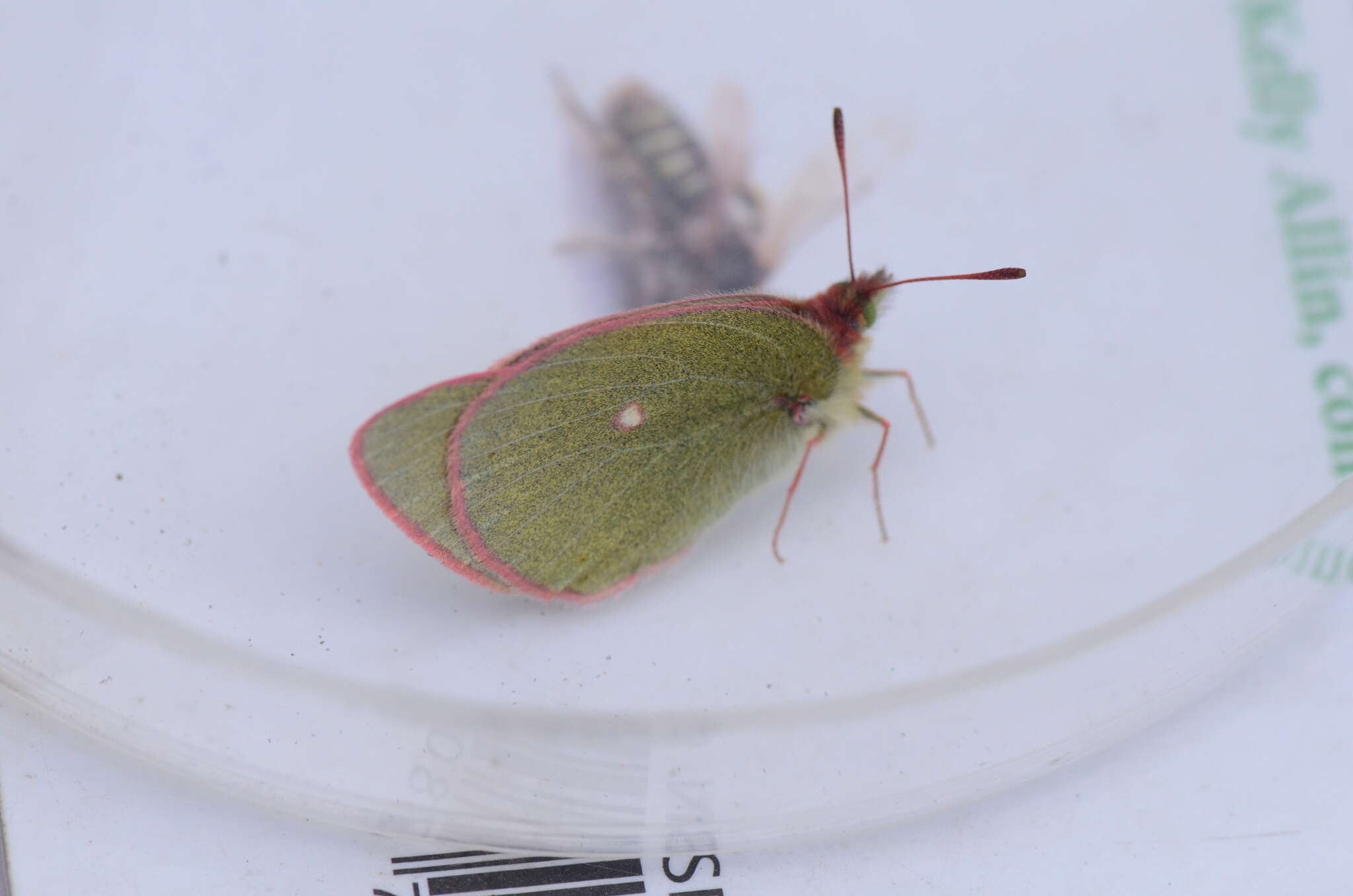 Image of Sierra Green Sulphur