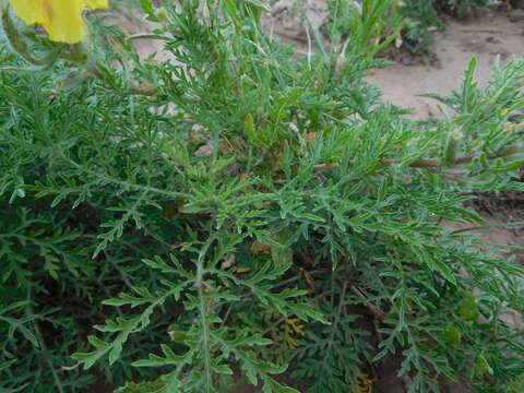 Image of showy evening primrose