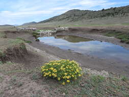 Image of bitter rubberweed