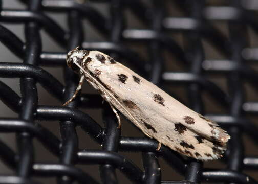 Image of Ethmia sporadica Turner 1941