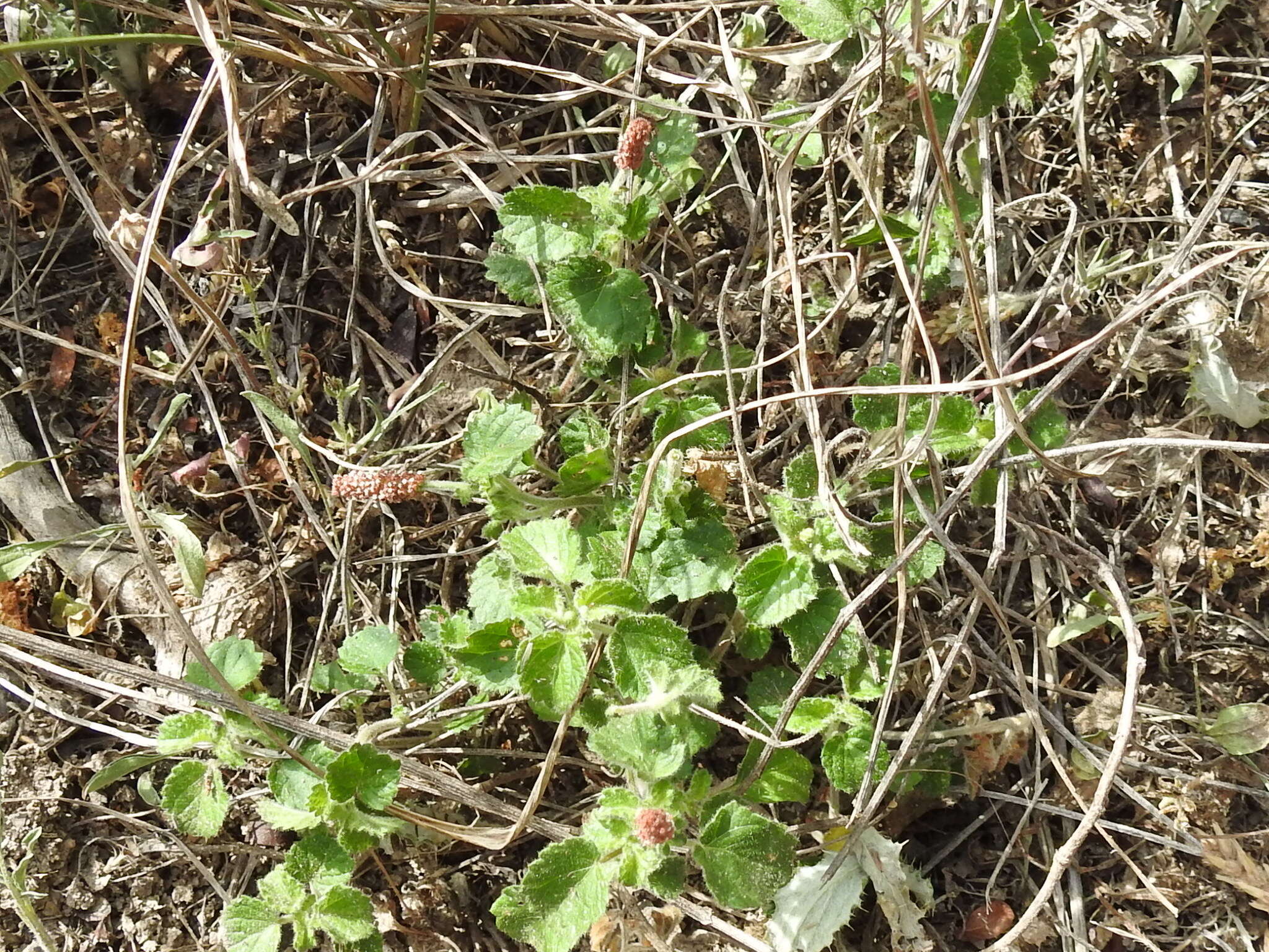 Image de Acalypha monostachya Cav.