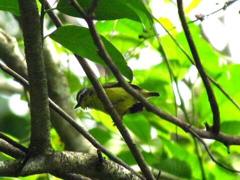 Image of Yellow-bellied Tyrannulet