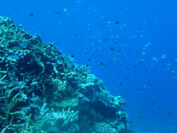 Image of Ternate chromis