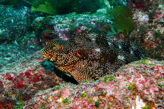 Image of Notchheaded marblefish