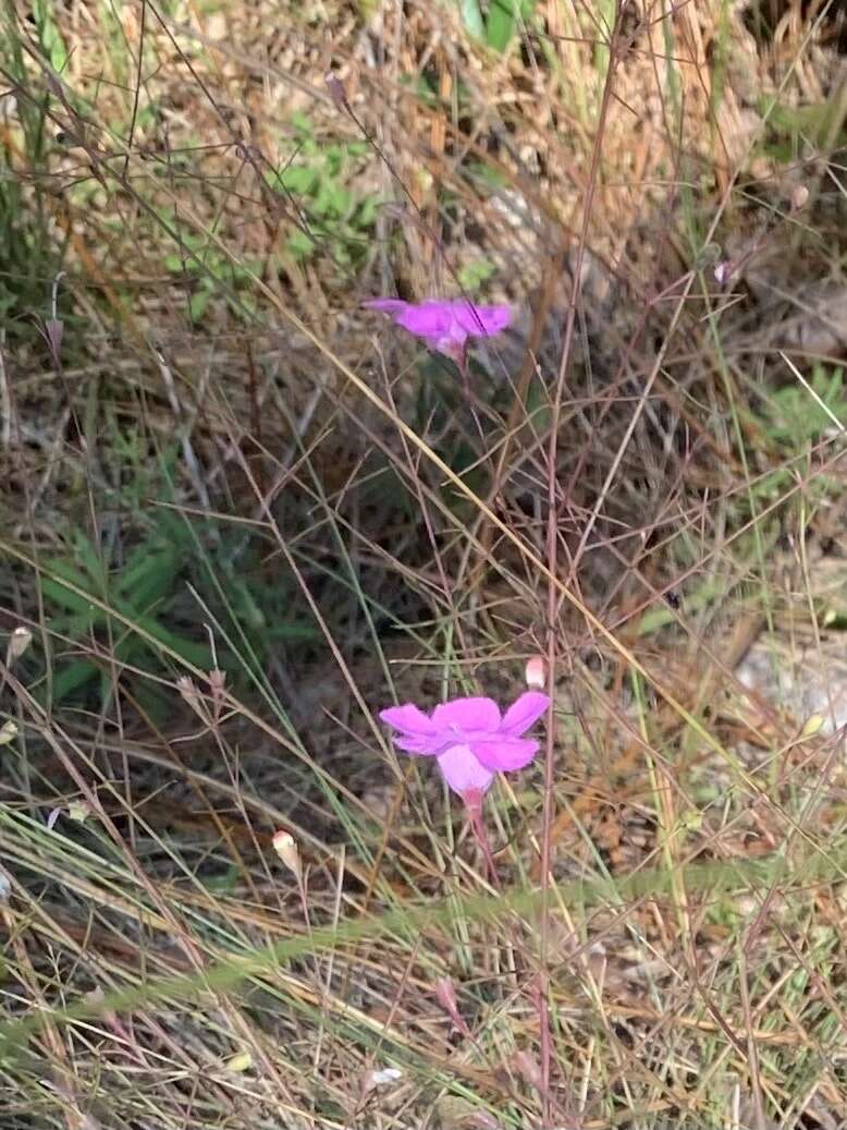 Image of Chattahoochee false foxglove