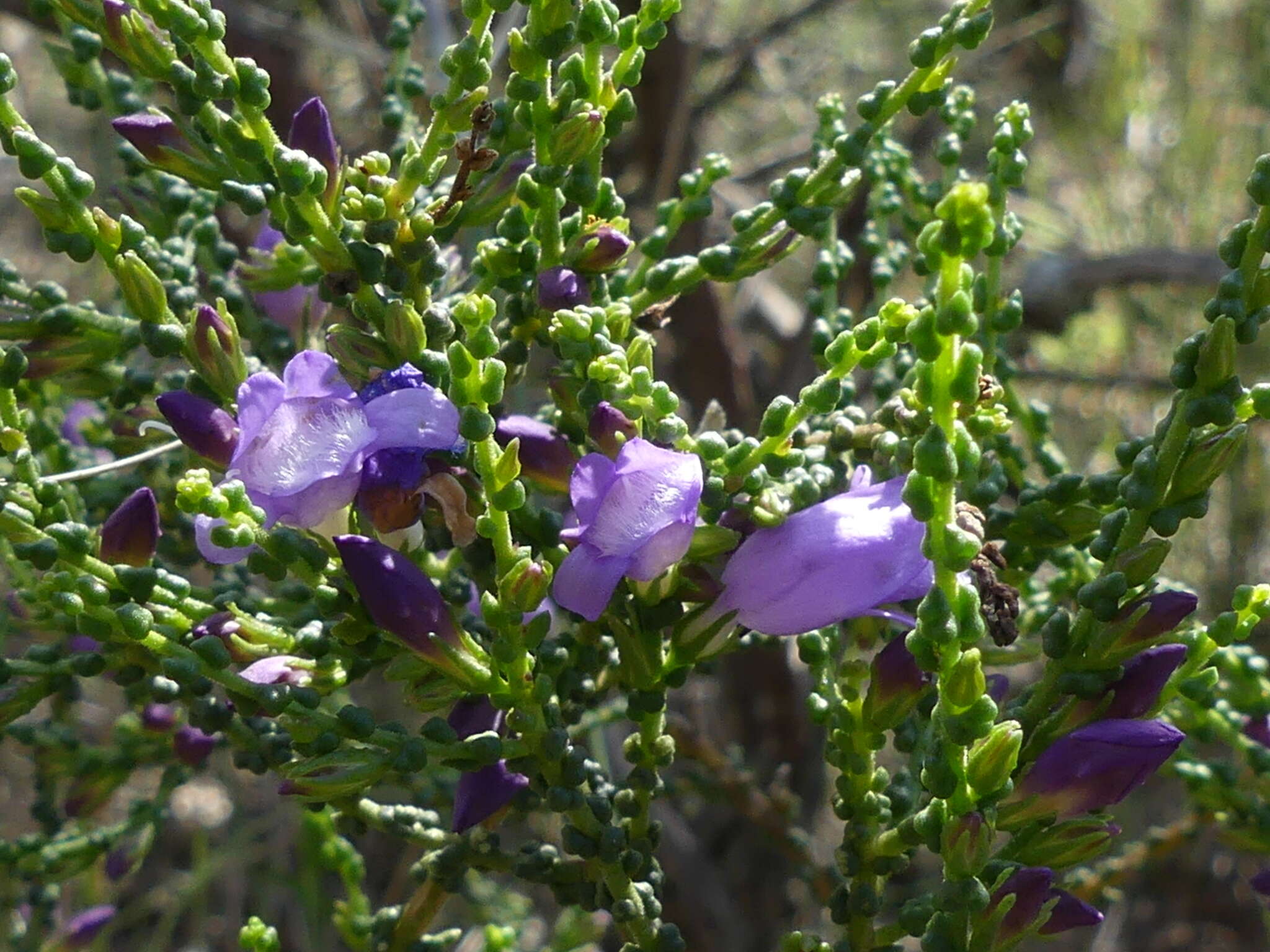 Image of Eremophila gibbifolia (F. Muell.) F. Muell.