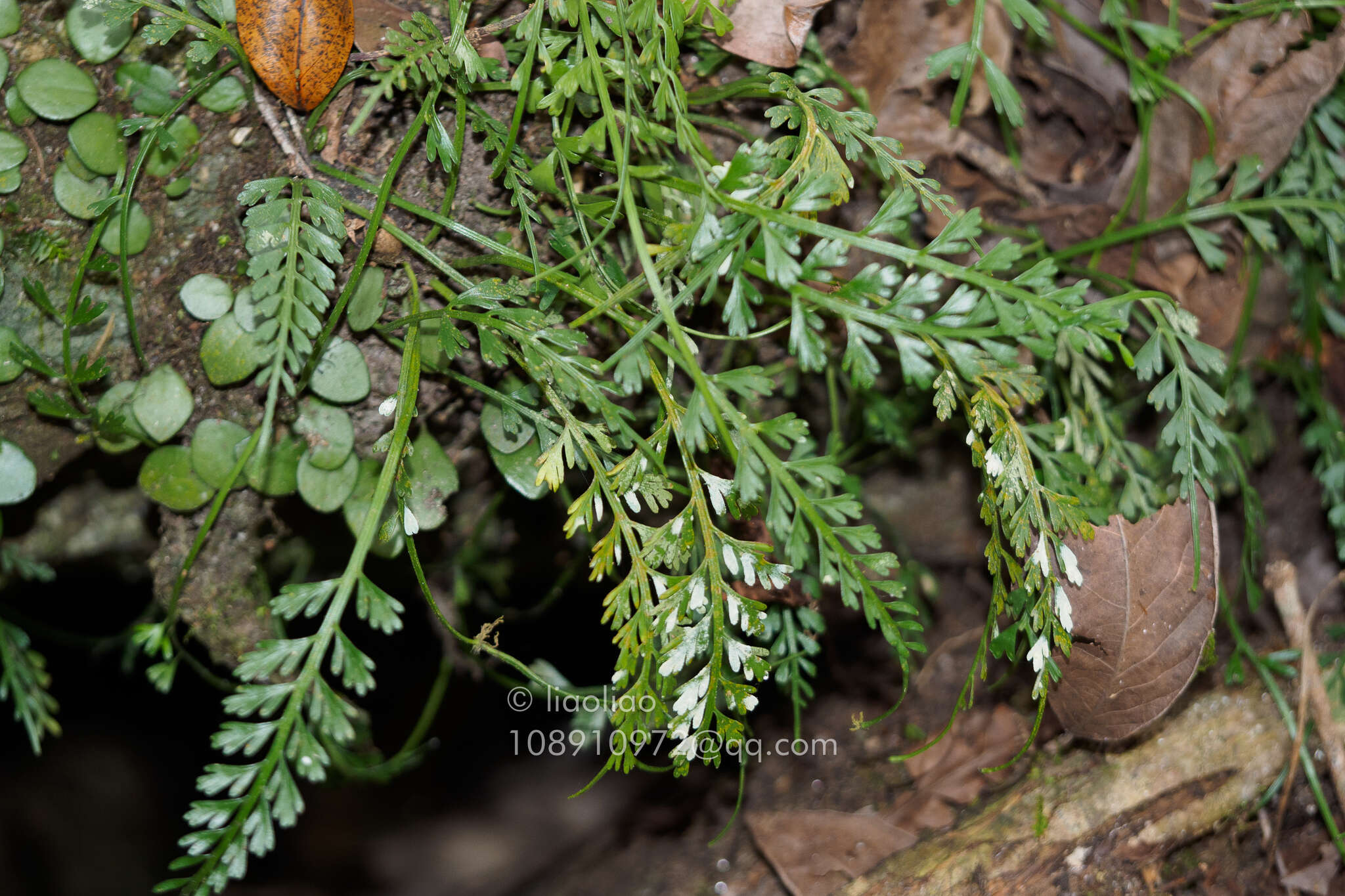 Image of Asplenium prolongatum Hook.