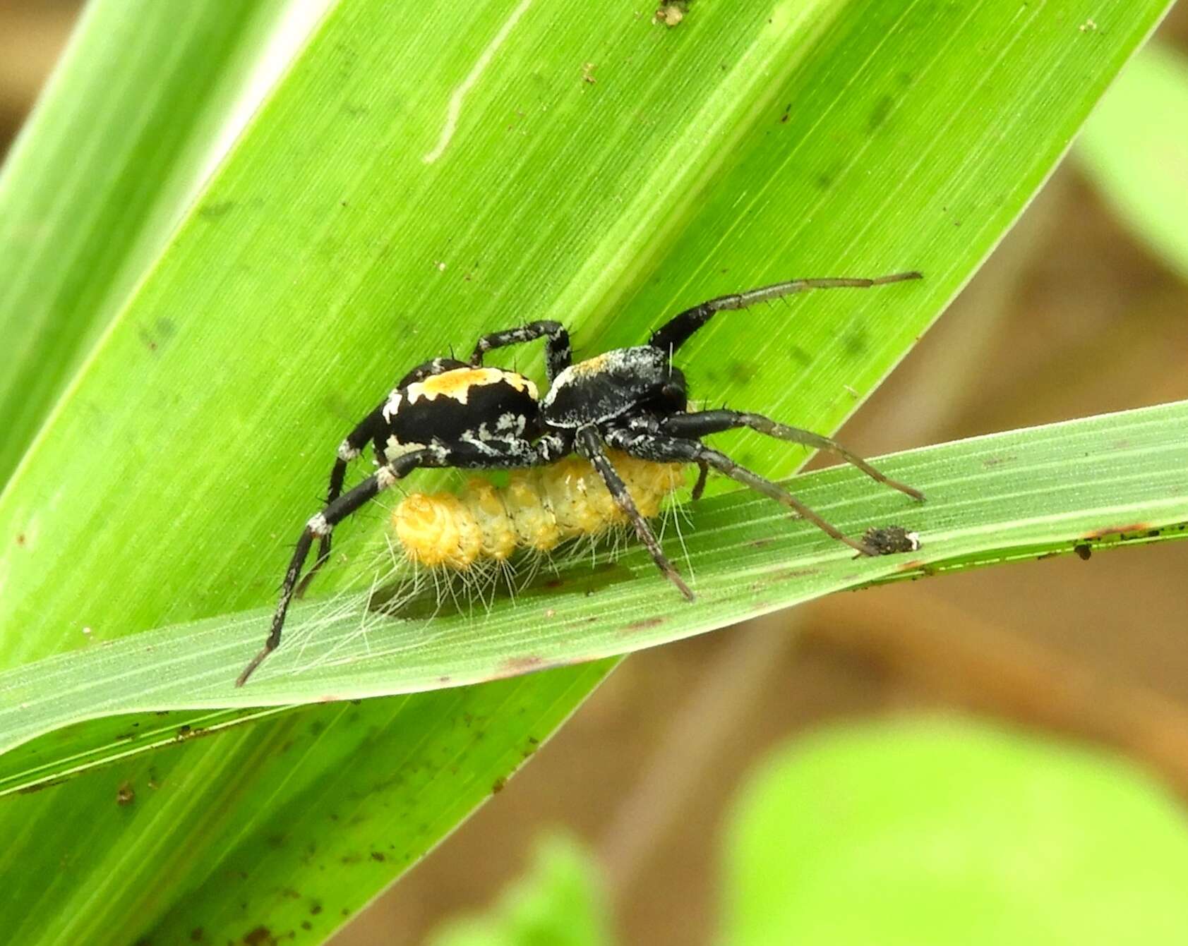 Image of Castianeira dorsata (Banks 1898)