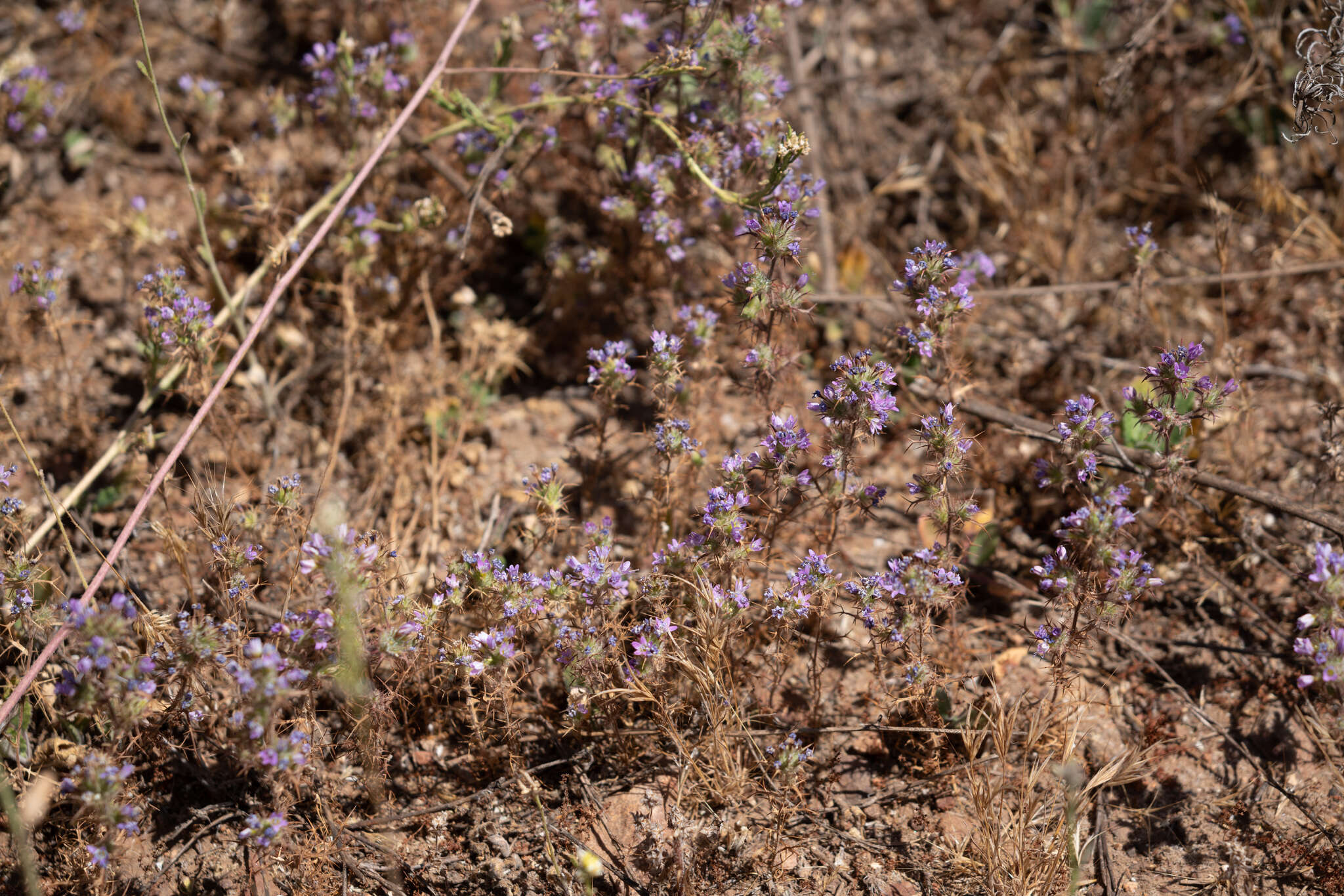 Image of hooked pincushionplant