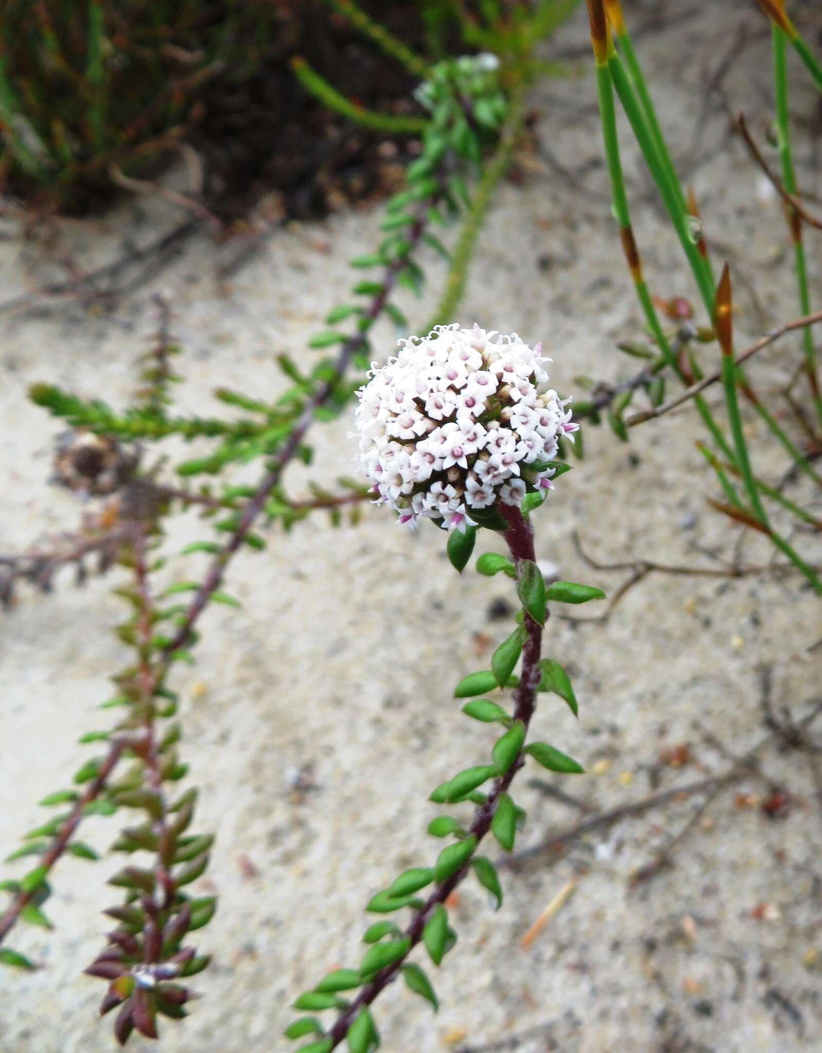 Image of Stoebe cyathuloides Schltr.