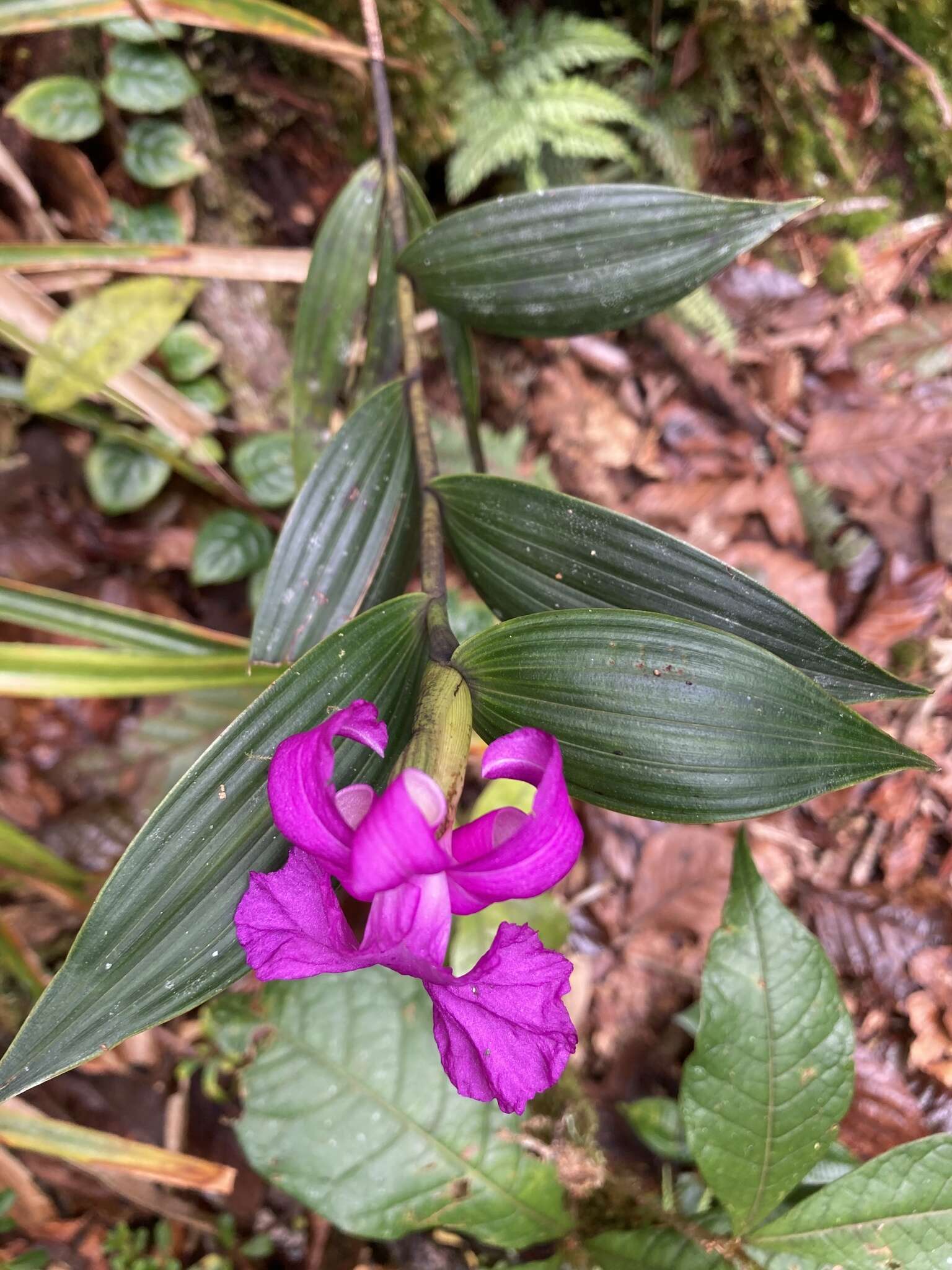 صورة Sobralia amabilis (Rchb. fil.) L. O. Williams