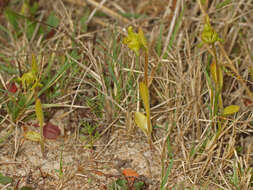 Image of Disperis cucullata Sw.