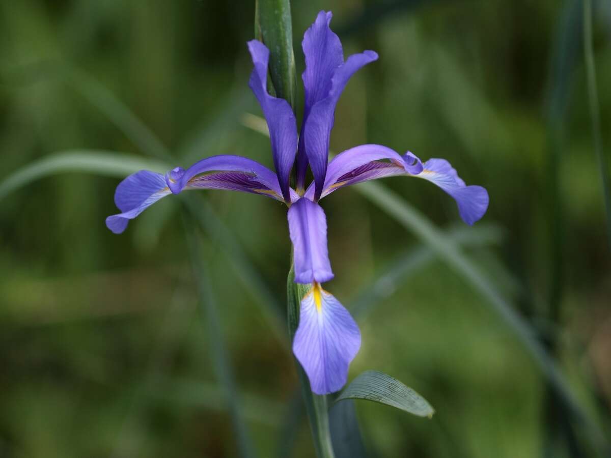 Image de Iris spuria L.