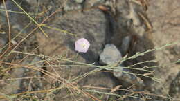 Image of soft bindweed