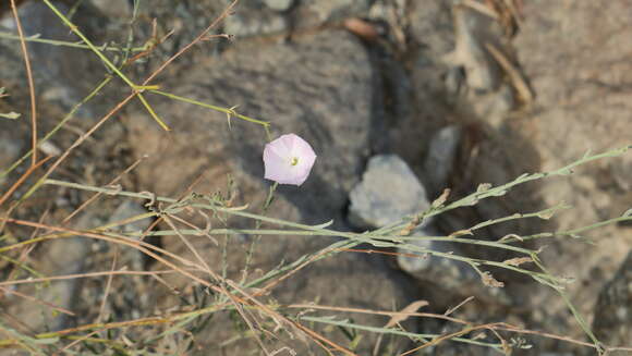 Image of soft bindweed