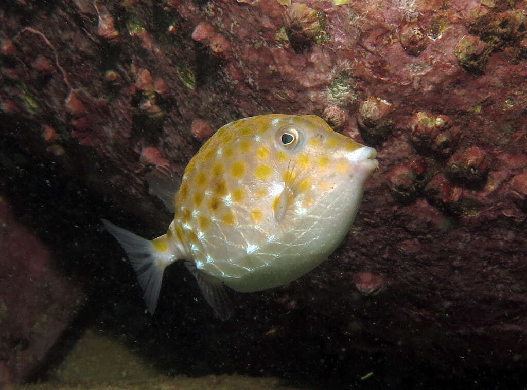 Image of Blue boxfish