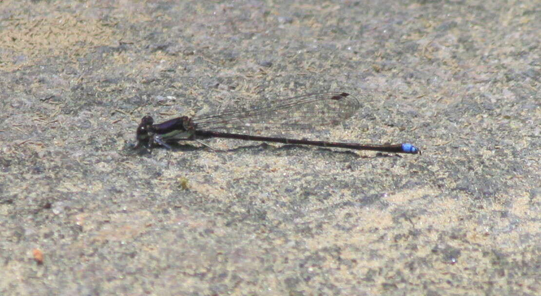 Image of Blue-tipped Dancer