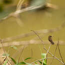 Image of Black-billed Seed Finch