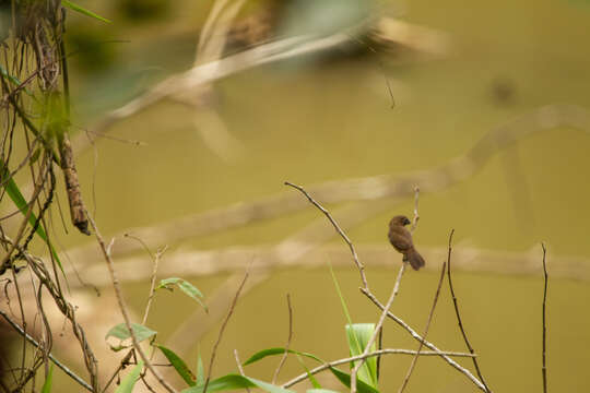 Image of Black-billed Seed Finch