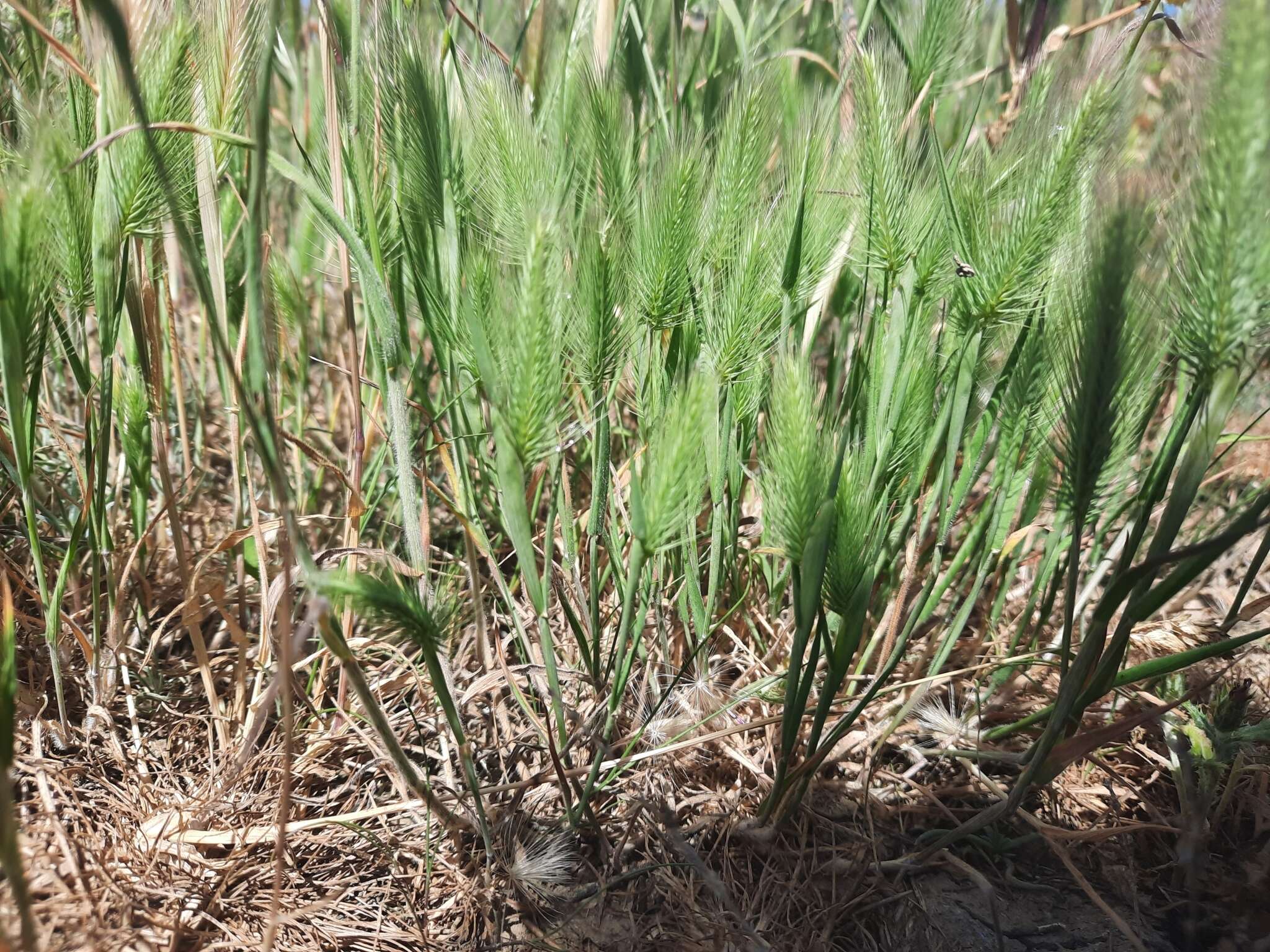 Plancia ëd Hordeum marinum subsp. gussoneanum (Parl.) Thell.