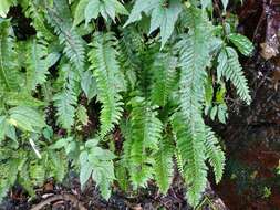 Image of Hymenasplenium obscurum (Bl.) Tag.