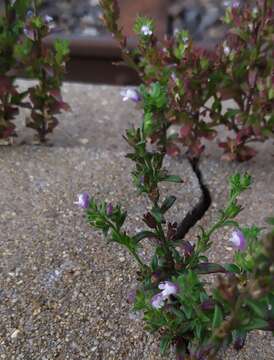 Sivun Chaenorhinum litorale (Bernh. ex Willd.) Fritsch kuva