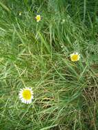 Image of Dyer's Chamomile