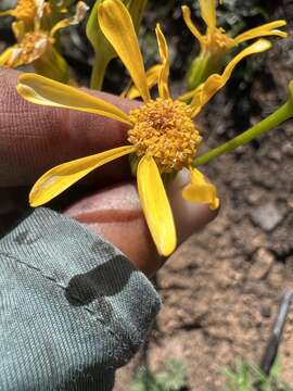 Image of Gander's ragwort