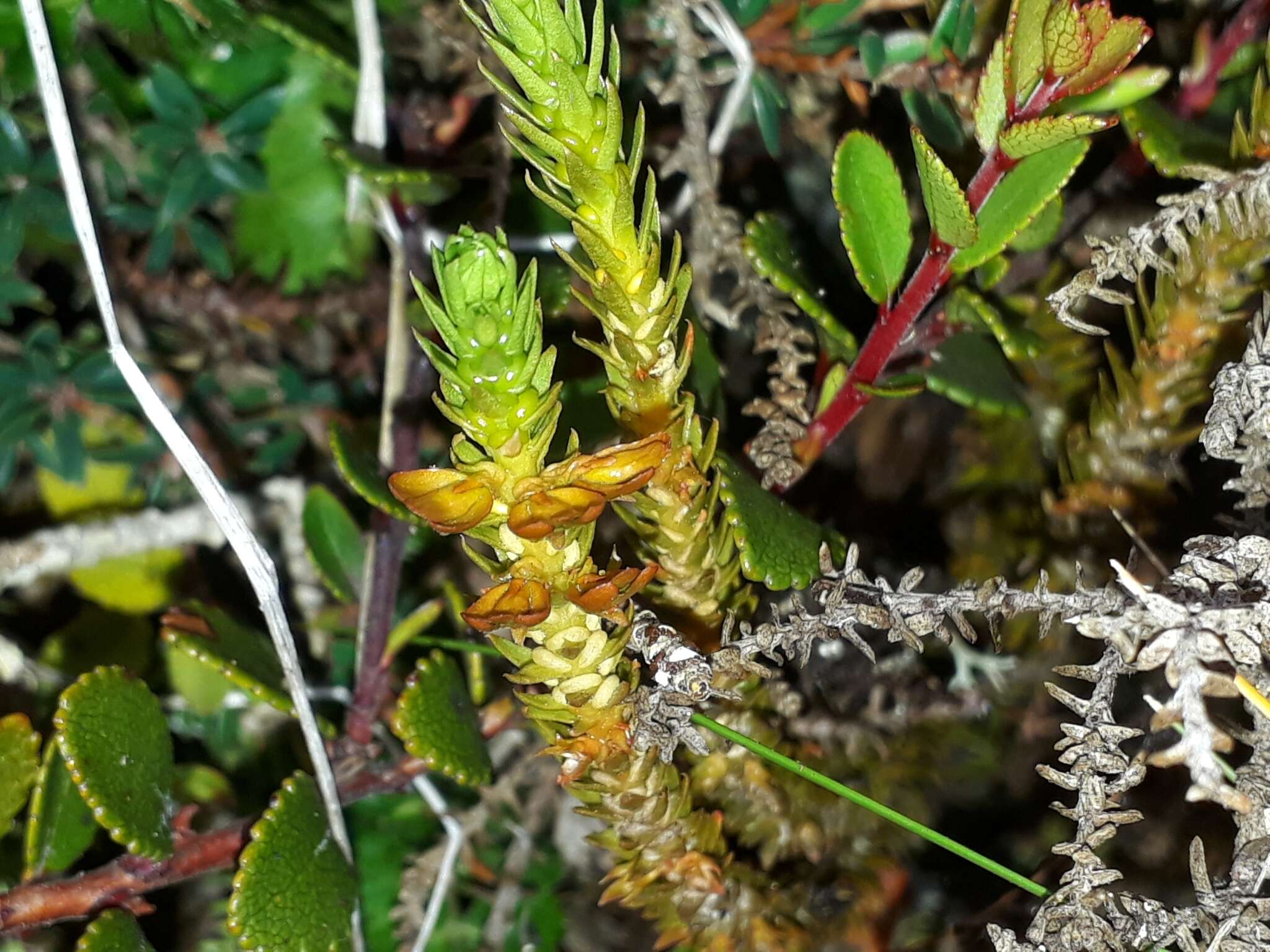 Image of Huperzia australiana (Herter) Holub