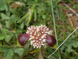 Image of Alternanthera macbridei Standl.