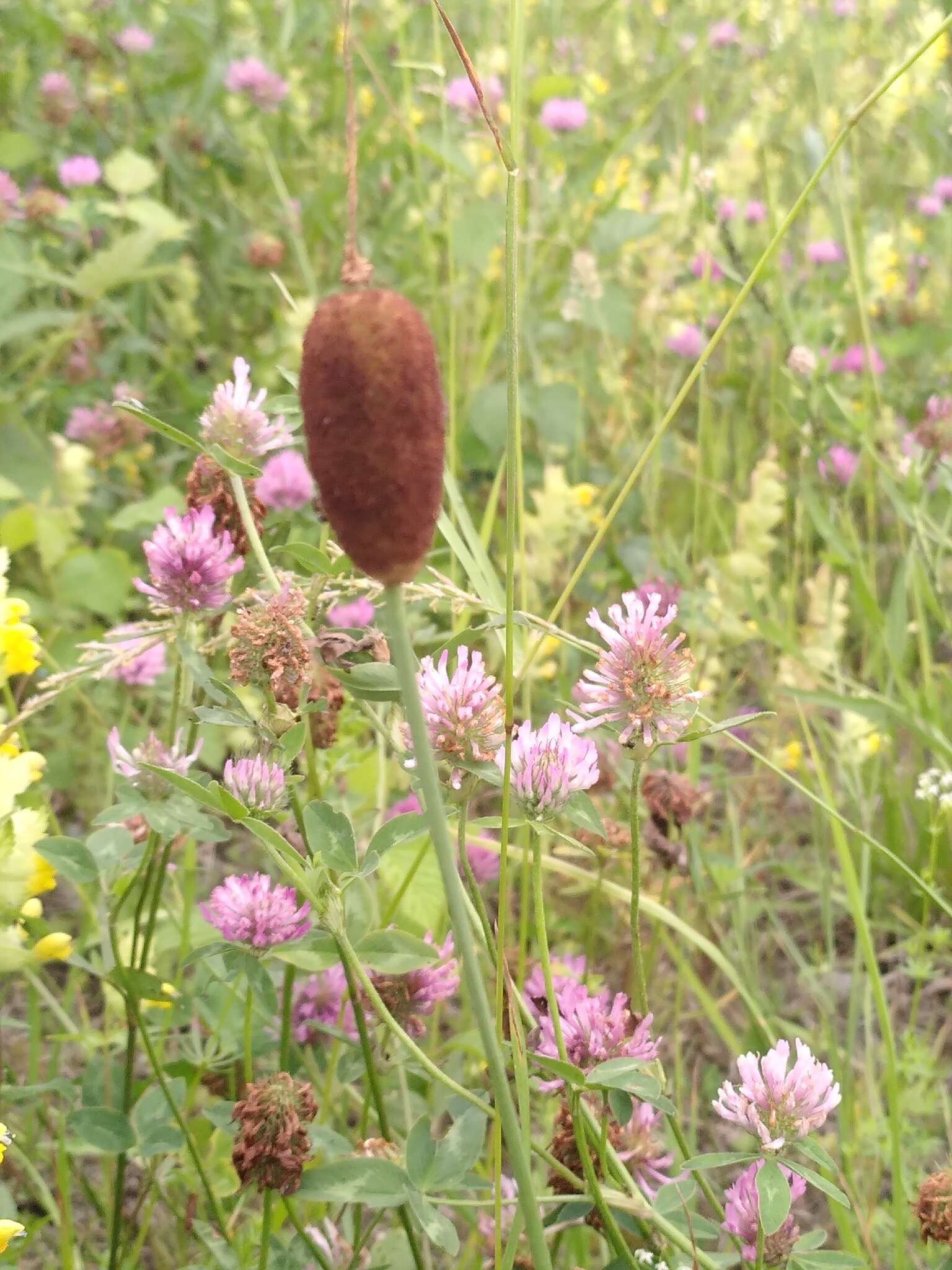 Image of Dwarf bulrush