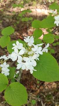 Imagem de Viburnum furcatum Bl. ex Hook. fil. & Thoms.