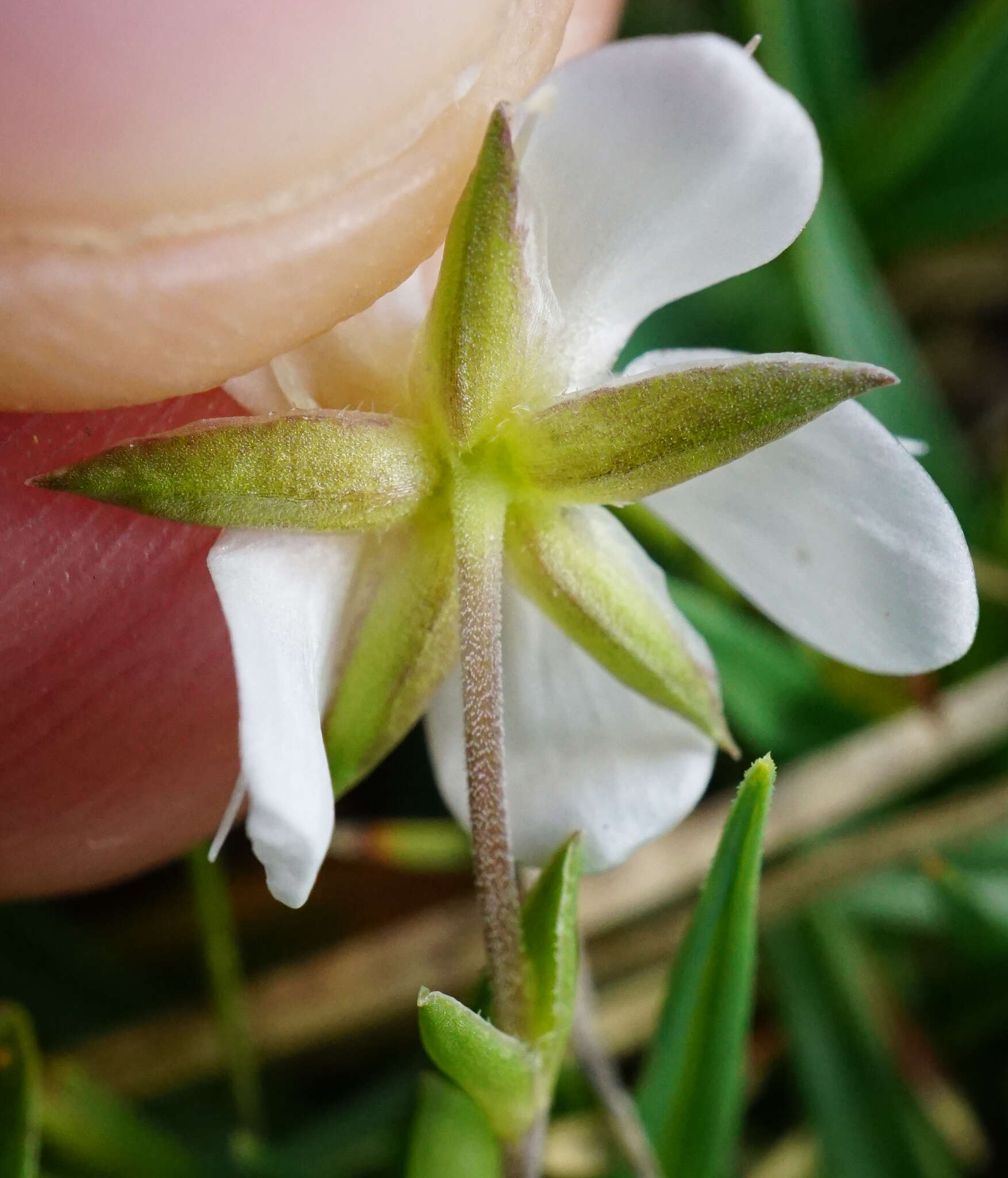 Image de Arenaria ciliata L.