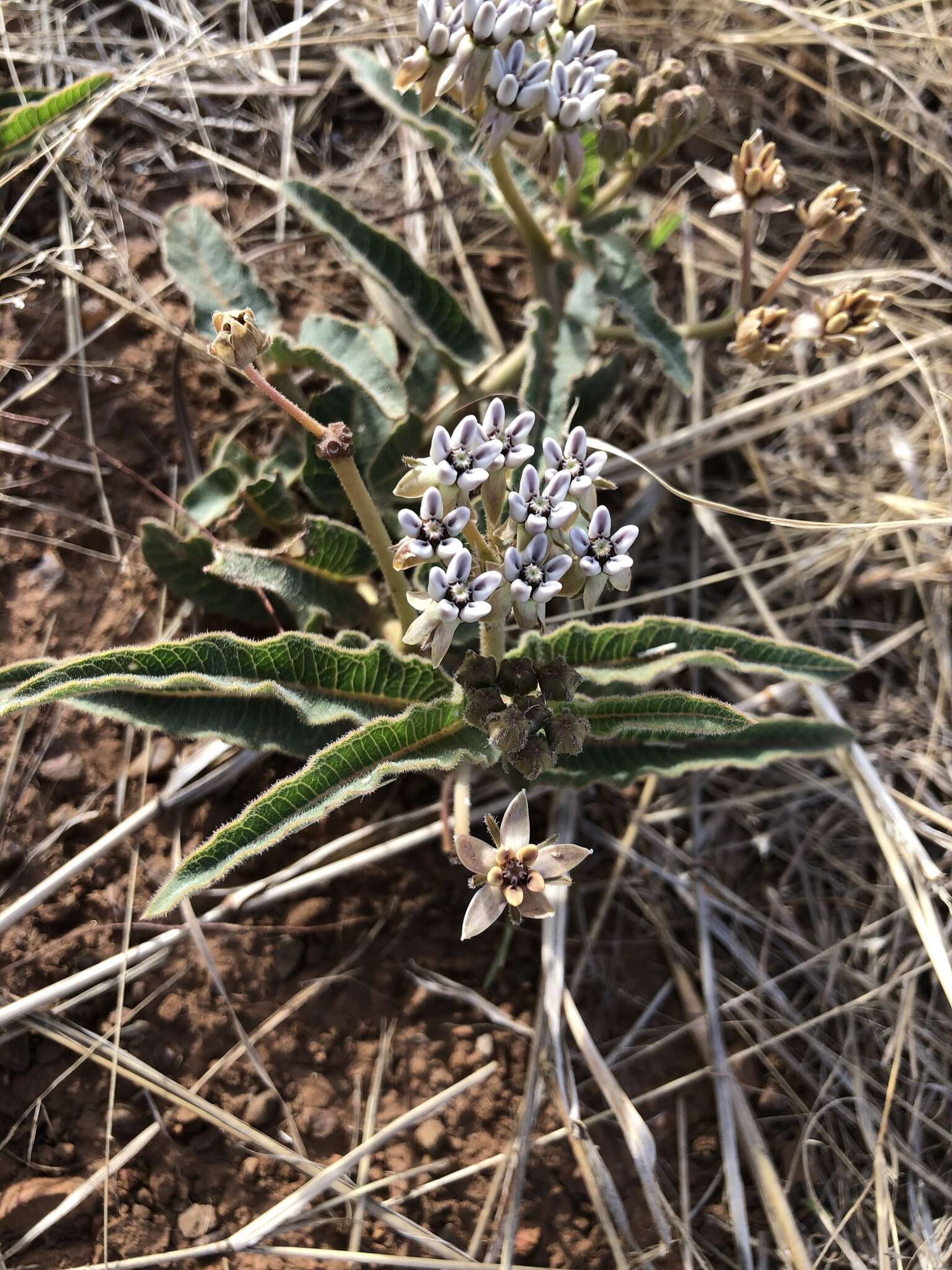 صورة Asclepias meliodora (Schltr.) Schltr.