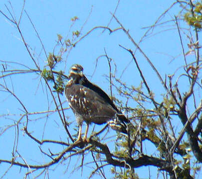 Image of Common Black Hawk