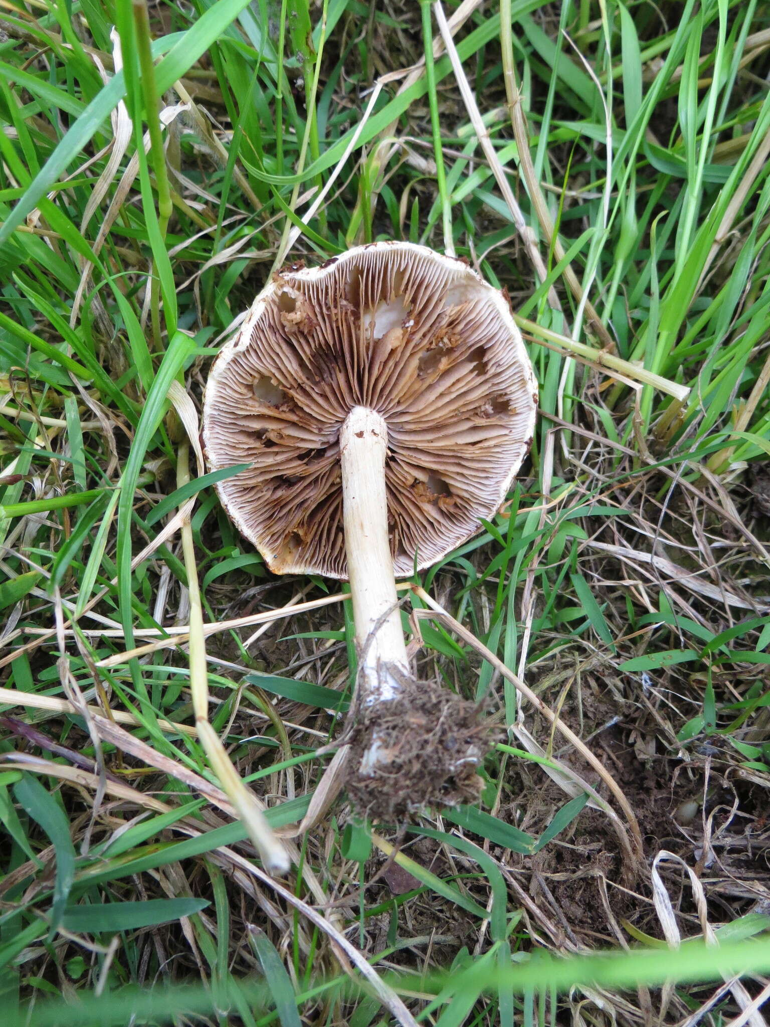 Image of Agrocybe molesta (Lasch) Singer 1978