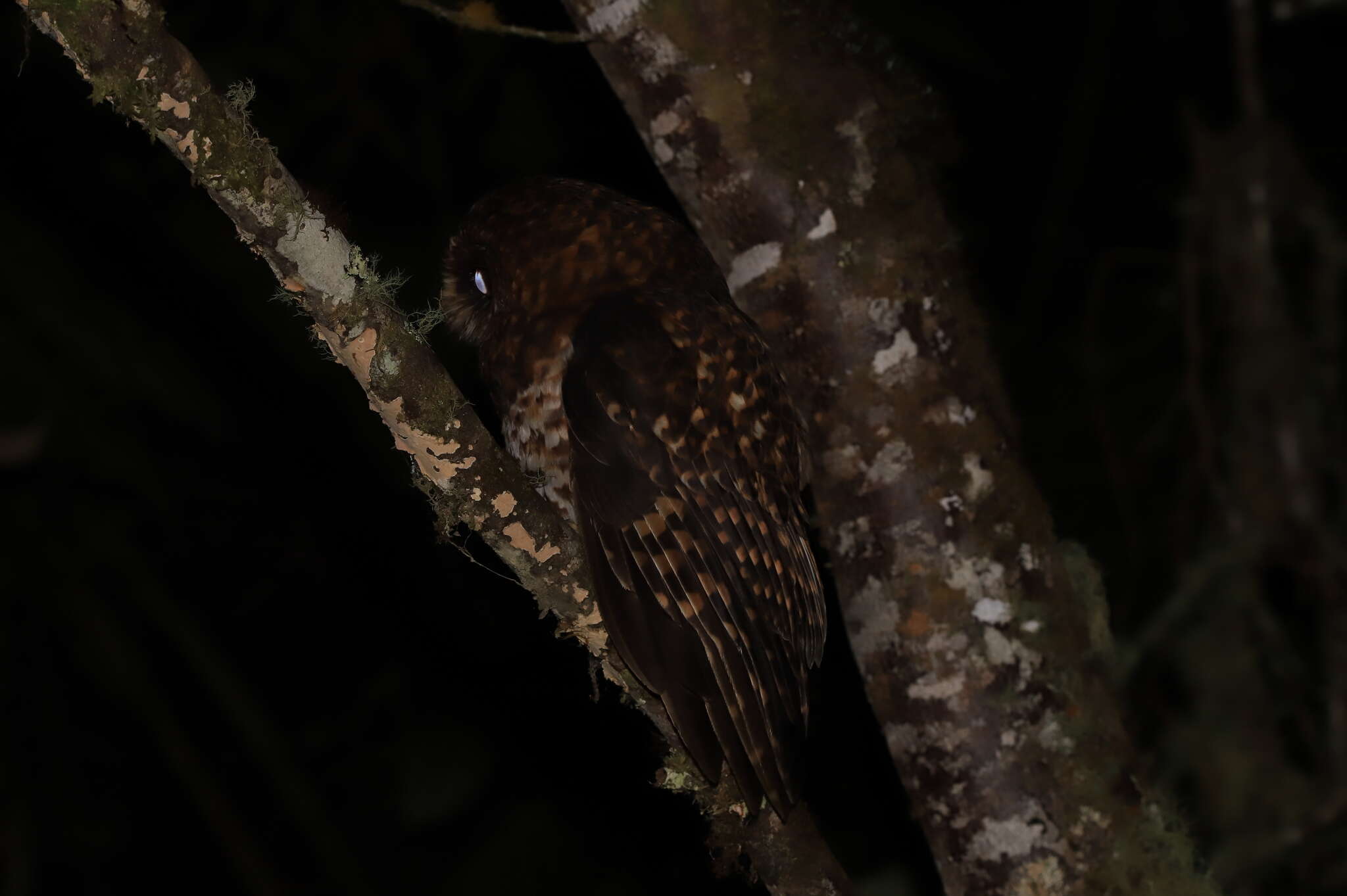 Image of Rufous-banded Owl