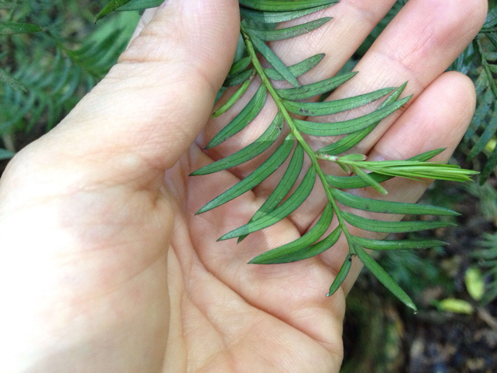 Image of Brown Pine