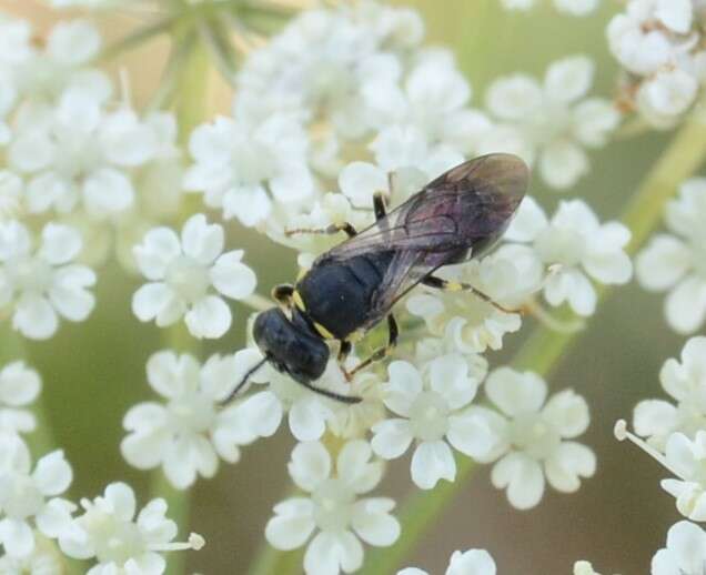 Image of Modest Masked Bee