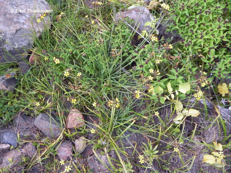 Image of Oxalis tortuosa Lindl.