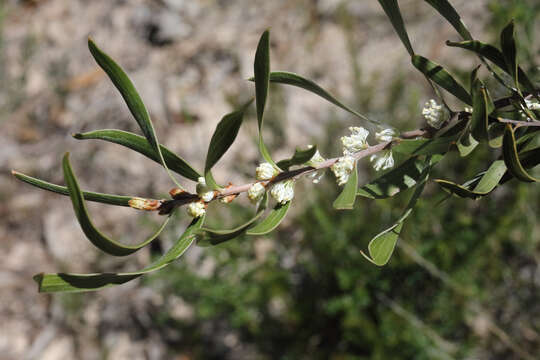 Imagem de Hakea laevipes subsp. graniticola Haegi