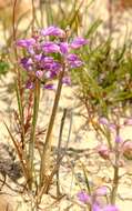 Image of Lachenalia juncifolia Baker