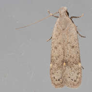 Image of Anacampsis comparanda Meyrick 1929