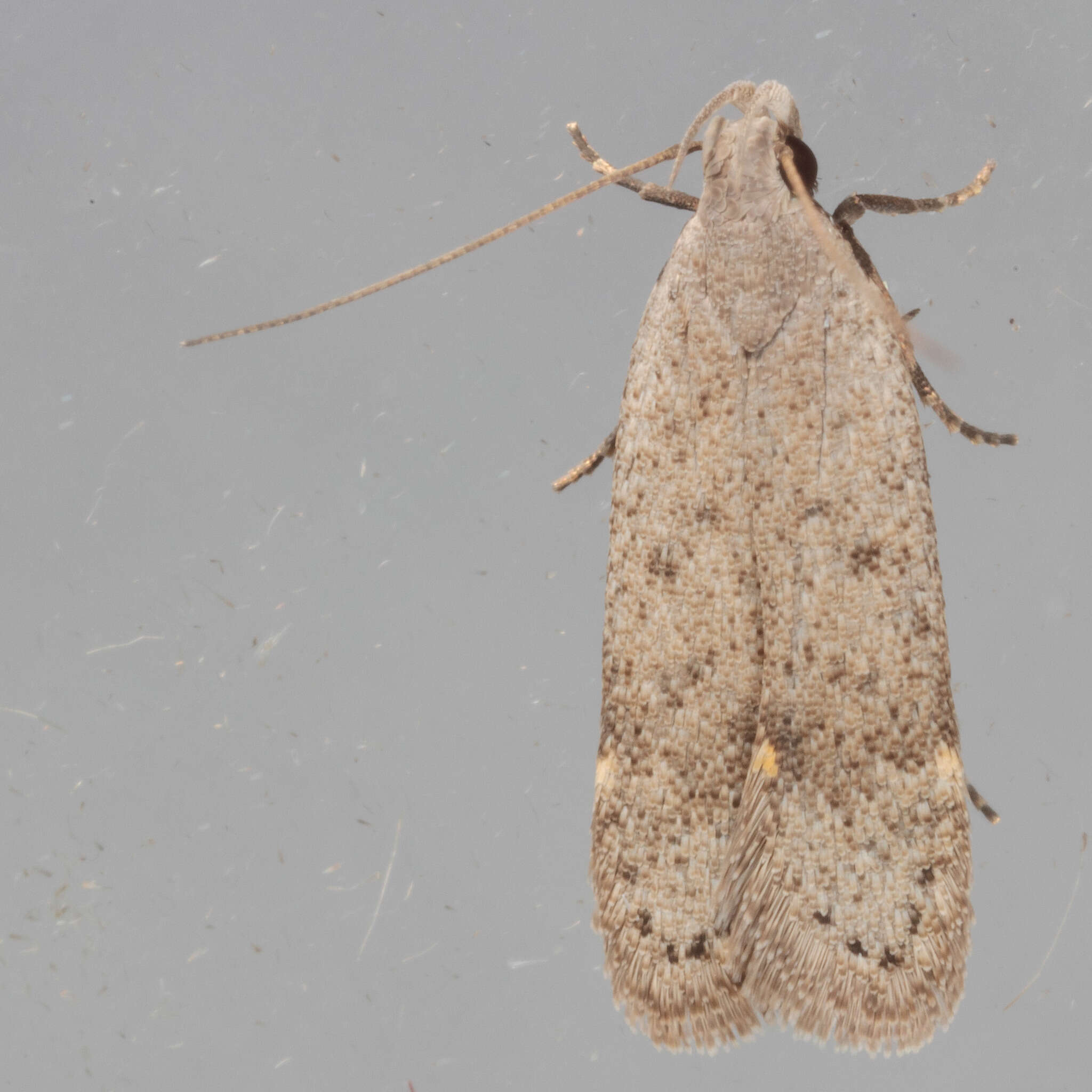 Image of Anacampsis comparanda Meyrick 1929