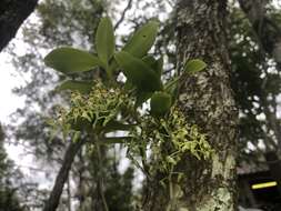 Image of Small tangle orchids