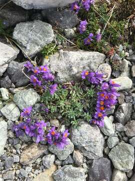 Image of Alpine toadflax