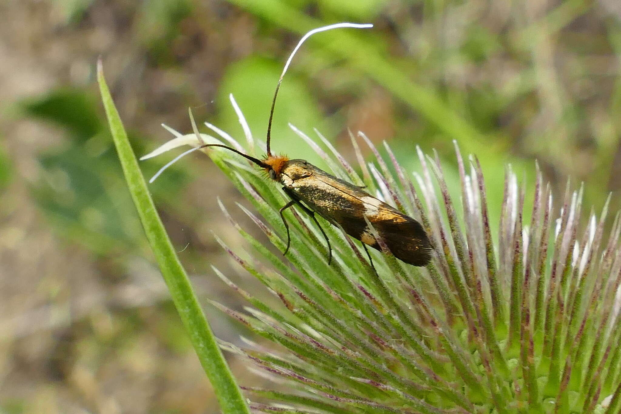 Слика од Nemophora raddaella Hübner 1793