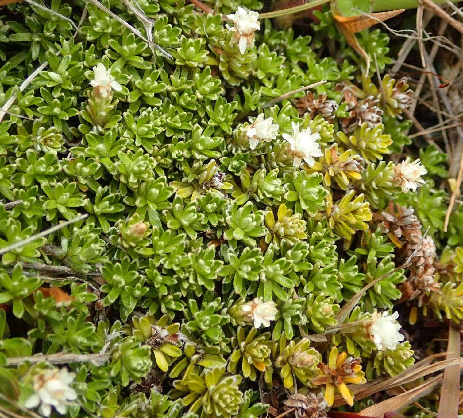 Image of Raoulia subsericea Hook. fil.